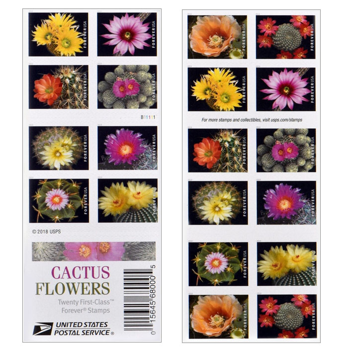 Cactus Flowers  2019