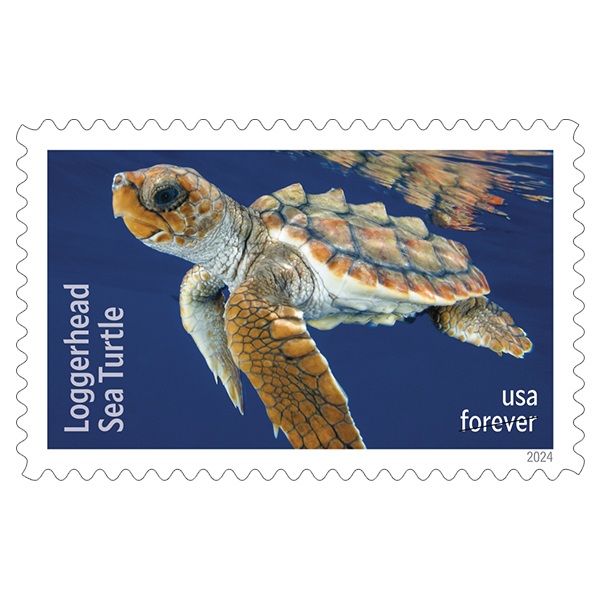 Protect Sea Turtles   2024